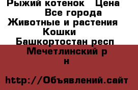 Рыжий котенок › Цена ­ 1 - Все города Животные и растения » Кошки   . Башкортостан респ.,Мечетлинский р-н